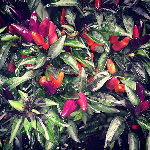 Explosive Ember Topf-Chili 10 Samen