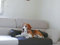 Artur Soja Leo Hundebett Couch L/XL 110 x 110cm Graphit Sesselschutz Sofaschutz COUCHPROTECT