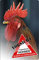 +++ HAHN Huhn Hühner - Metall WARNSCHILD Schild Hundeschild Sign - UHN 01 T3