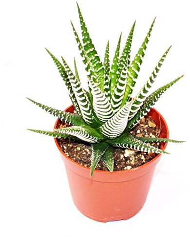 Haworthia fasciata Big Band - Zebra-Haworthia - Vaso da 5,5 cm