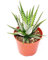 Exotenherz - Haworthia fasciata Big Band - kleine Pflanze im 5,5cm Topf