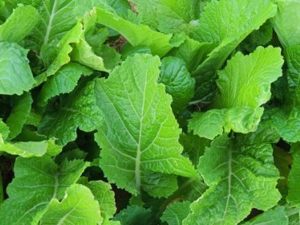 Mustard Florida Broadleaf Great Garden Vegetable Heirloom Seeds by Seed Kingdom (1 lb Seeds)