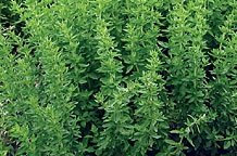 Just Seed Saatgut, Griechischer Oregano Origanum vulgare griechischen 500 Samen