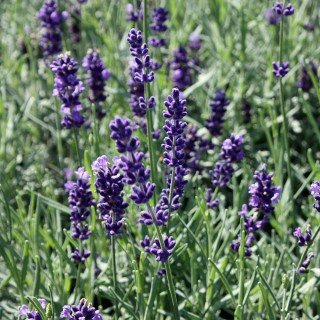 Lavandula angustifolia 'Hidcote Blue' – Winterhart, Mehrjährig, Pflegeleicht – Lavendel – Beet- & Kübelpflanze für Garten, Balkon & Terrasse