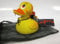Badeente Vampir (Musical Tanz DER Vampire)