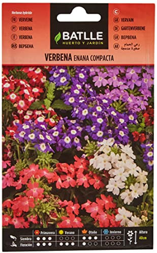 Semillas Batlle Verbena ENANA compacta