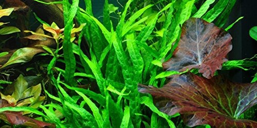 Java Fern narrow leaves - Microsorum pteropus 'Narrow' - Live aquarium plant