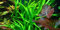 Java Fern narrow leaves - Microsorum pteropus 'Narrow' - Live aquarium plant
