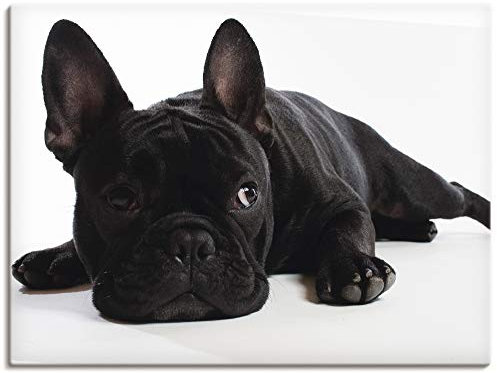 ARTLAND Wanddeko Leinwand Bilder Wandbild 80x60 cm Tiere Haustiere Hund Fotografie Schwarz Weiß Bulldogge T5YG