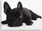ARTLAND Wanddeko Leinwand Bilder Wandbild 80x60 cm Tiere Haustiere Hund Fotografie Schwarz Weiß Bulldogge T5YG