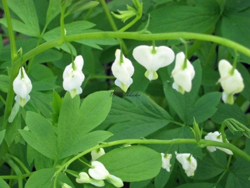 Staudenkulturen Wauschkuhn Dicentra spectabilis 'Alba' - Tränendes Herz - Staude im 11cm Topf