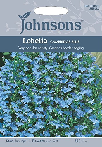 Johnsons 23589 Flower Seeds, Lobelia Cambridge Blue