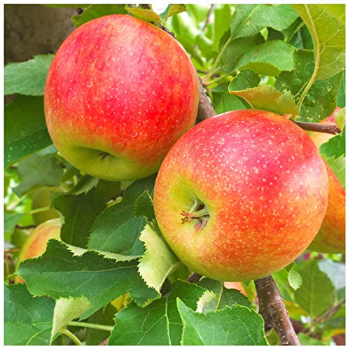 Jonagold Apple Tree 4-5ft Tall in 6L Pot Ready to Fruit Juicy, Sweet Apples 3fatpigs®
