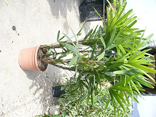 Rhapis excelsa 120-140 cm, Stecken Palme, Zimmerpalme