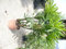 Rhapis excelsa 120-140 cm, Stecken Palme, Zimmerpalme