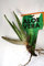 ALOE VERA PIANTINO GERMOGLIO DA INVASARE