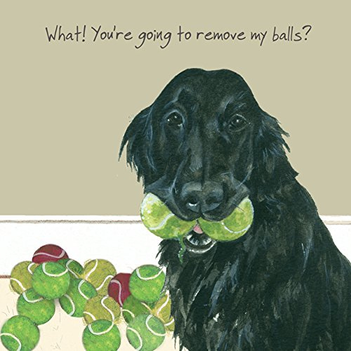 CHEEKY funny Flat Coated Retriever dog Blank Greeting Card - TENNIS BALLS