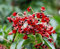 10 Samen - Euscaphis japonica/koreanischer Schatz tree.Can wird als kleinen Zierbaum angebaut