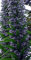Riesen Viper Pflanze 25 Samen-Echium pininana-RIESIGE