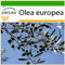 SAFLAX - Ölbaum - 20 Samen - Mit keimfreiem Anzuchtsubstrat - Olea europea