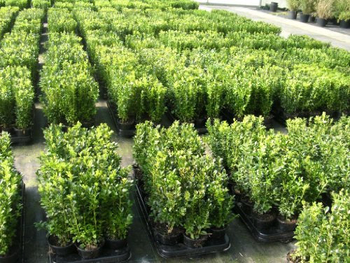 50 Buchsbaum Pflanzen im Topf, Buxus sempervirens, Höhe: 10-15 cm