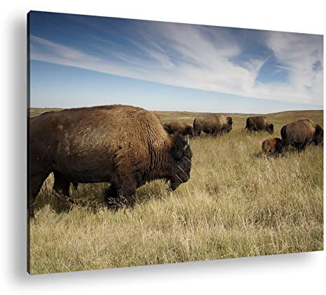 Bison Herde in der Steppe Format: 80x60 als Leinwandbild, Motiv fertig gerahmt auf Echtholzrahmen, Hochwertiger Digitaldruck mit Rahmen, Kein Poster oder Plakat