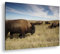 Bison Herde in der Steppe Format: 80x60 als Leinwandbild, Motiv fertig gerahmt auf Echtholzrahmen, Hochwertiger Digitaldruck mit Rahmen, Kein Poster oder Plakat