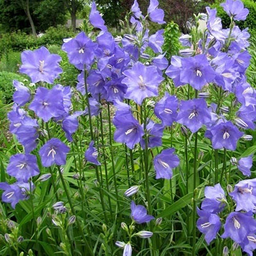 Plant World Seeds - Campanula Persicifolia Seeds (Perennial Flower Seeds)
