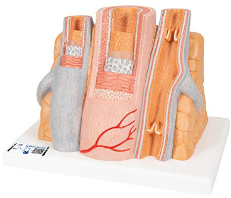 3B Scientific Menschliche Anatomie - MICROanatomy Arterie und Vene - 14-fache Vergrößerung + kostenlose Anatomie App - 3B Smart Anatomy, G42