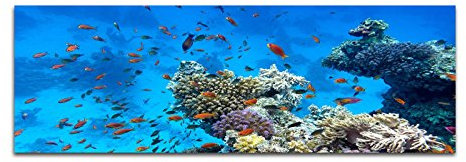 Paul Sinus Art Bilder Wand Bild - Kunstdruck 120x40cm Meer Riff Korallen Fische