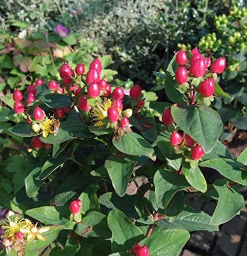 Hypericum inodorum Magical Red - Johanniskraut Magical Red - Mannsblut -