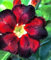 Wüstenrose (Adenium obesum) 5 Samen Super Black