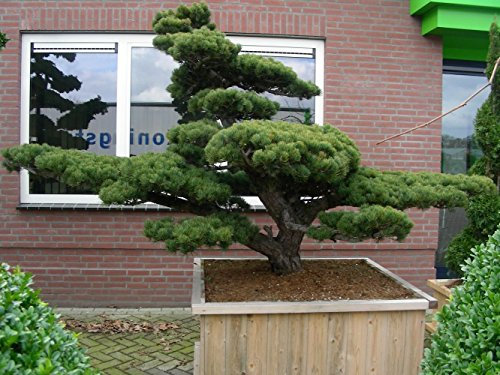 Japanische White Pine, Pinus Parviflora, 5 Baumsamen