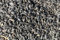10 kg noire Tournesol