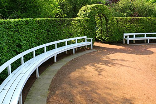 Müller Münchehof GmbH Hainbuche im Kleincontainer - 10 Stück Größe 30 bis 50 cm