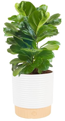 Costa Farms Baby Fiddle Leaf Fig Live Plant in Decorative Pot, Indoor Houseplant, Perfect for Home, Room, or Office Decor, Great House Warming or Birthday Gift, 12-18 Inches Tall