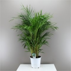 Beautiful Butterfly Indoor Palm Tree Areca Lutescens - Next Day Delivery option Palm, Christmas gift, Christmas present, Xmas, Birthday, For him her mum dad brother sister grandparents, houseplant, office plant, air cleaner, exotic, easy care