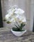 Licht & Grün exclusive Kunstpflanzen Künstliche Orchidee
