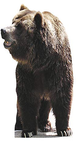 Star Cutouts Cut Out of Bear