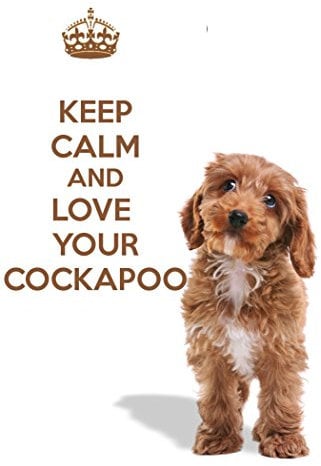 A Fridge Magnet with a Picture of a Cockapoo Puppy Dog with The Words Keep Calm and Love Your Cockapoo. A Unique Birthday Gift idea for a Dog Lover!