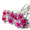 5starwarehouse® 10x Bridal Wedding Prom Silver Crystal Diamante Rose Flower Hair Pins Clips Grips (Hot Pink)