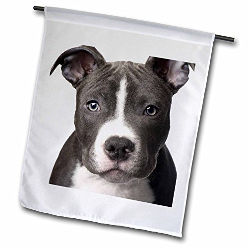 3dRose FL_4240_1 American Pit Bull Terrier Puppy Flagge, 30,5 x 45,7 cm