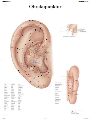 3B Scientific Lehrtafel laminiert - Ohrakupunktur