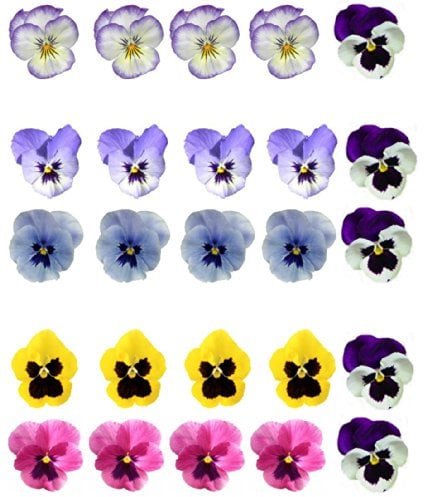 25 Mixed Colour Pansy Flower Edible Wafer Paper Cake Toppers By Top That by Top That