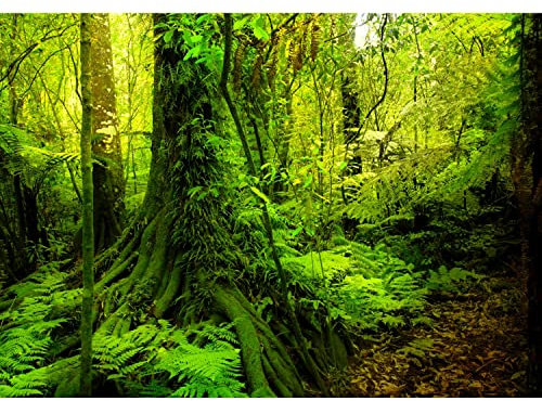 Runa Art Fototapete Wald Landschaft 352 x 250 cm Vlies Tapeten XXL Moderne Wandtapete Wohnzimmer Schlafzimmer Grün 9010011c