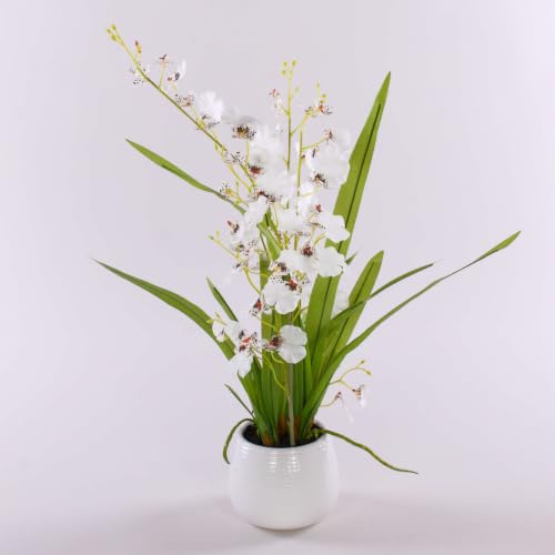 artplants.de Orchidee Oncidium im Töpfchen, 2 Zweige, weiß - braun, 50cm
