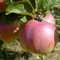 Apfelbaum Ontarioapfel robuster Winterapfel mit viel Vitamin C Busch ca.110-140 cm 9,5 L Topf M 26