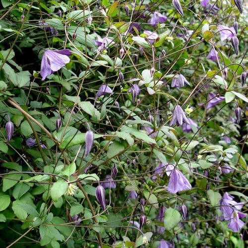 Plant World Seeds - Clematis Viticella Seeds (Climber Seeds)