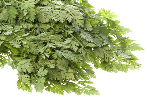 Just Seed Herb - Chervil Curled - Anthriscus cerefolium - 200 Seeds - Small Garden Pack