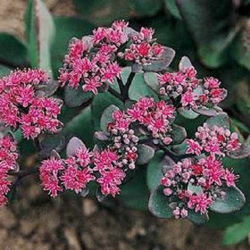 Rosa Beacon Sedum - 50 semillas - Perenne